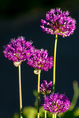 purple flowers on a green background