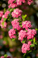 pink flowers in the garden