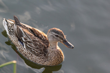 Mallard duck swimming on the lake at summer sun