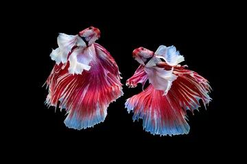 Gordijnen The moving moment beautiful of red siamese betta fish or half moon betta splendens fighting fish in thailand on black background. Thailand called Pla-kad or dumbo big ear fish. © Soonthorn