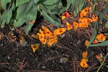orange wide flowers cr2020 darrelljbanks