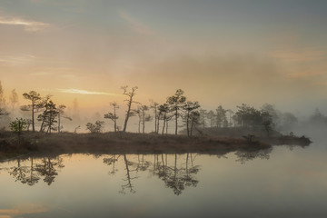 Plakat Sunrise at swamp with small pine trees covered in early morning.