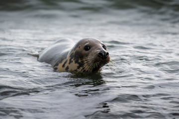 Atlantic Grey Seal Pup on Sandy Beach/Atlantic Grey Seal Pup/Atlantic Grey Seal Pup (Halichoerus...