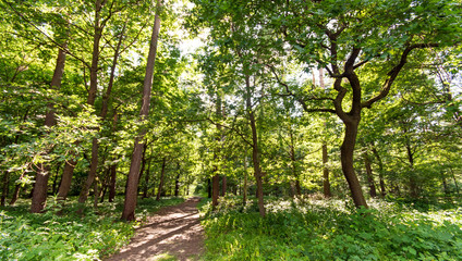 Einladung zum Entspannen und Träumen: Wald im Sommer mit Morgensonne :)