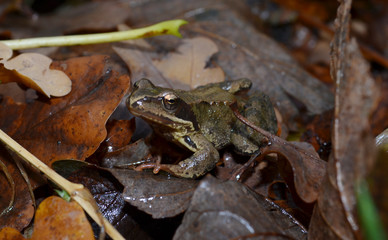 frog, amphibian, toad, animal, nature, green, wildlife, brown, reptile, forest, leaves, macro, animals, wild, frogs, tree