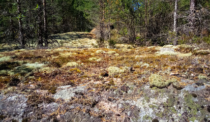 Panorama of the forest with huge granite boulders and fallen trees. Northern forest.
