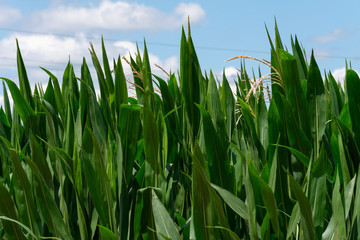 Fototapeta premium Corn field with stone cross