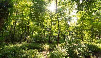 Sommer mit Morgensonne :)