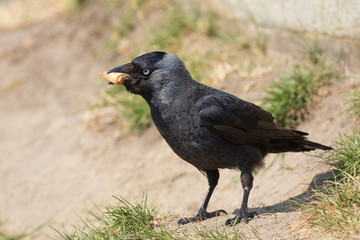 Dohle (Corvus monedula)