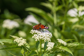 Peacock butterfly sitting on big white flower and blurred green background
