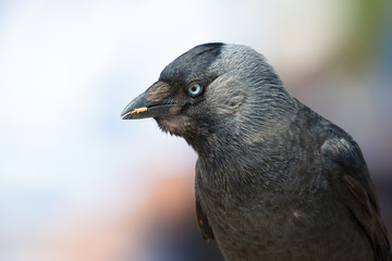 Dohle (Corvus monedula)