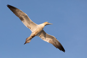 Basstölpel (Morus bassanus)