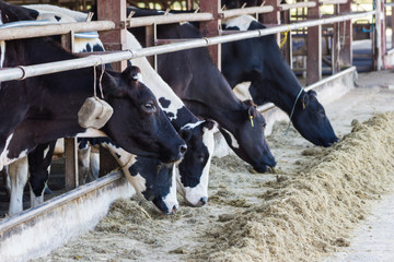 Cows on a farm and herd of cows eating hay in cowshed on dairy farm