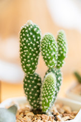 Close up cactus in pots on wooden background. Vintage color tone and Soft focus.