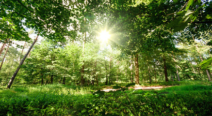 Sommer mit Morgensonne :)