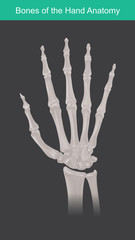Anatomy of human hand and fingers bones. Top view.
