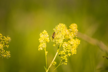 A beautiful scenery of summer meadow with local insects in natural habitat in Latvia, Northern Europe.