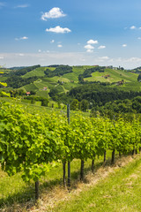 Fototapeta na wymiar View from vineyard to hills of south styrian wine route