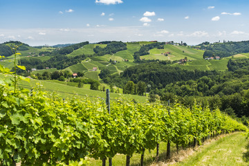 Fototapeta na wymiar View from vineyard to hills of south styrian wine route