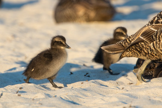 Meerenten Images Browse 54 Stock Photos, Vectors, and Video Adobe Stock