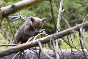 bear biting on branch in thick forest
