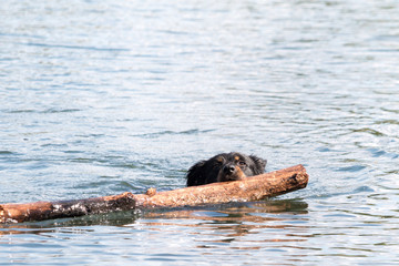 Fototapeta premium Border collie mix with stick in the water while playing