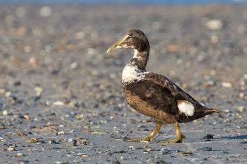 Eiderente (Somateria mollissima)