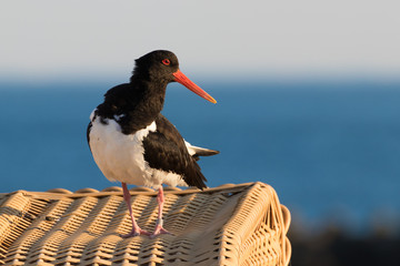 Austernfischer (Haematopus ostralegus)