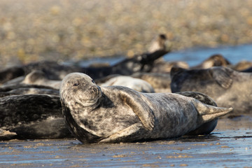 Kegelrobbe (Halichoerus grypus)