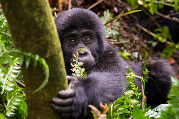 Mountain gorilla in the jungles of Rwanda, Africa