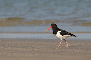 Austernfischer (Haematopus ostralegus)