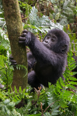 Mountain gorilla in the jungles of Rwanda, Africa
