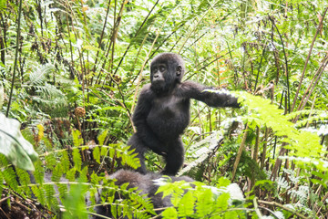 Mountain gorilla in the jungles of Rwanda, Africa