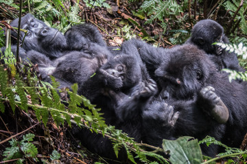 Mountain gorilla in the jungles of Rwanda, Africa