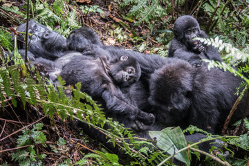 Mountain gorilla in the jungles of Rwanda, Africa