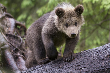 curious bear cub looking at camera close