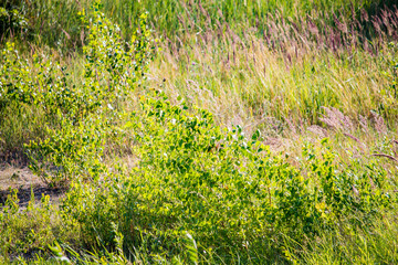 Bushes and tall grass