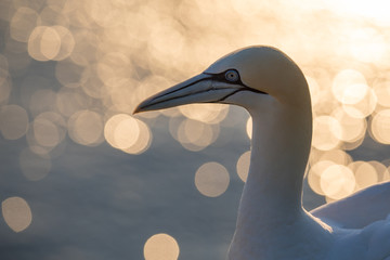Basst&ouml;lpel (Morus bassanus)