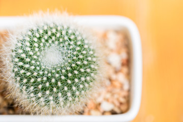 Close up cactus in pots on wooden background. Vintage color tone and Soft focus.