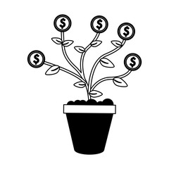 Money plant in pot vector illustration graphic design