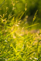 Beautiful summer meadow flowers and grasses during the Midsummer festival day in Latvia, Northern Europe.