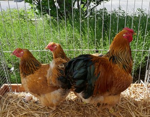 Zwei mehrfarbige Hennen und ein Hahn stehen auf Stroh in einem Käfig
