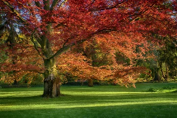 Zelfklevend Fotobehang Bomen Beautiful, old, red oak (Quercus rubra) in the middle of a green meadow in the park