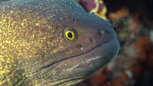 Yellowmargin moray eel close up shot - Gymnothorax flavimarginatus, Red Sea