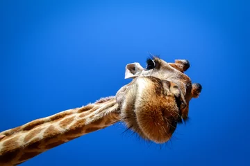 Tuinposter giraffe looks in wide angle lens from above © Daniel