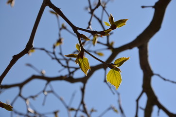 spring leaves