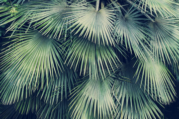 Tropical palm tree leaf trendy background