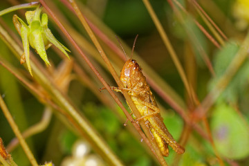 Green grasshopper in its natural environment, Danubian wetland, Slovakia, Europe
