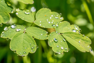 drops of dew on a clover leaf