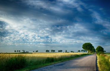 Fototapeta na wymiar Asphalt, patched road, fields of grain, trees and an interesting sky in the morning light